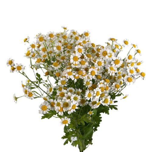 Bouquet of small white daisies with yellow centers