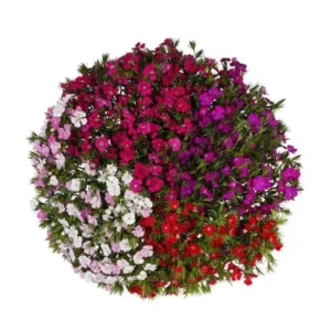 Dianthus Assorted