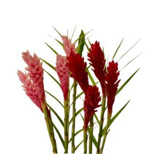 Red and pink ginger flowers with green leaves