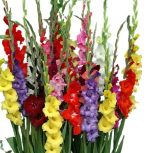 Gladiolus Assorted