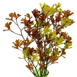 Kangaroo Paw Assorted