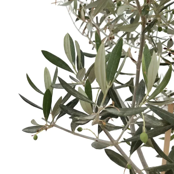 Olive Branch 1