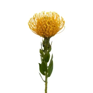 Protea Pincushion Yellow