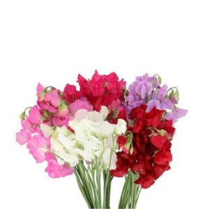 Sweet Pea