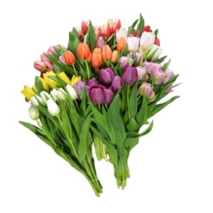 Tulip