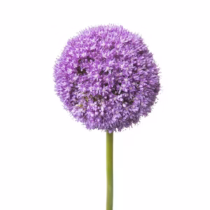 Allium Purple