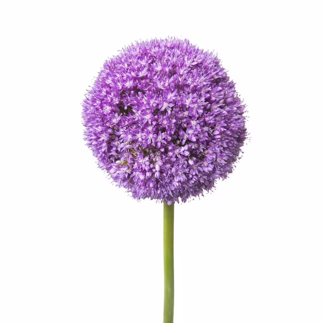 Allium Purple