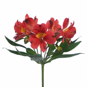 Alstroemeria Red Angelina