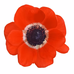 Anemone Red