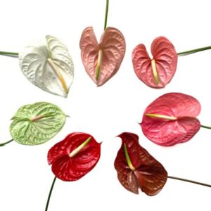 Anthurium
