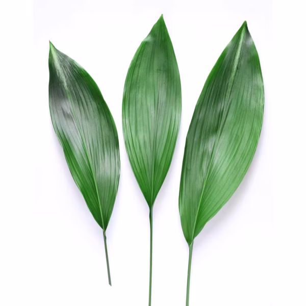 Aspidistra Green