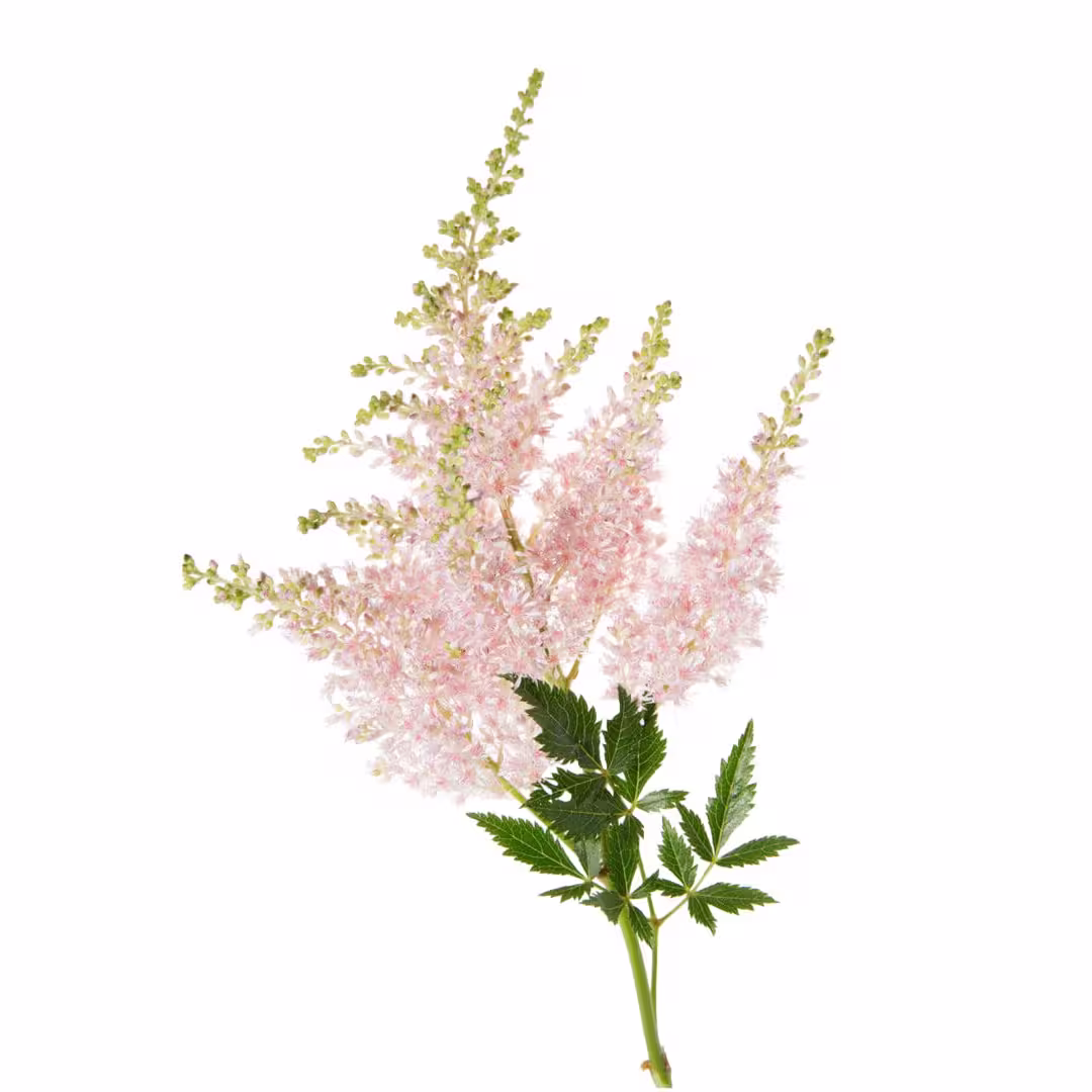 Astilbe Light Pink