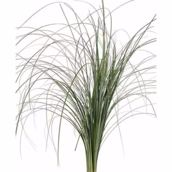 Bear Grass
