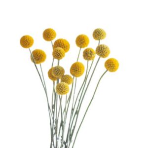 Yellow billy balls on thin green stems