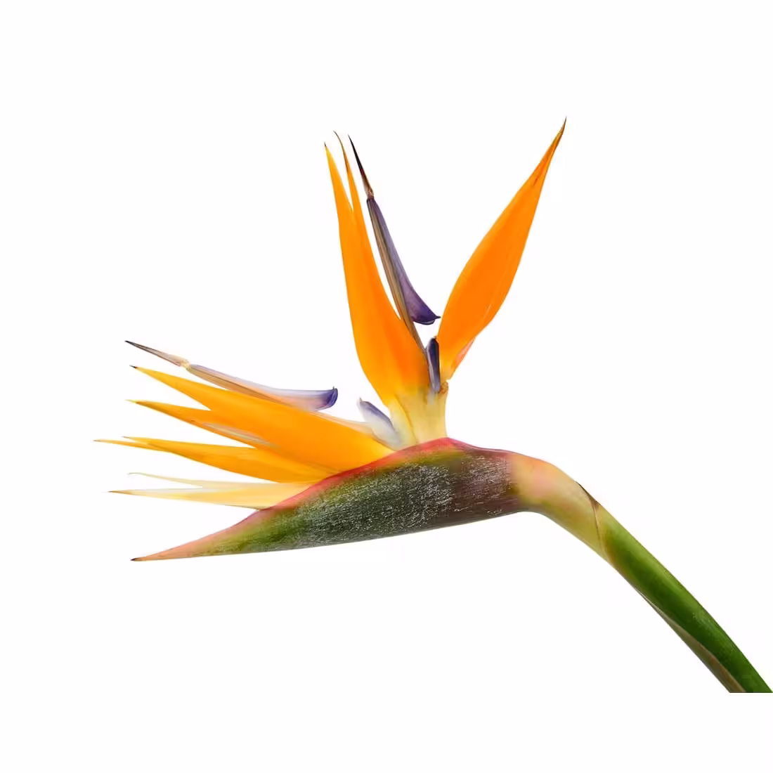 Birds Of Paradise