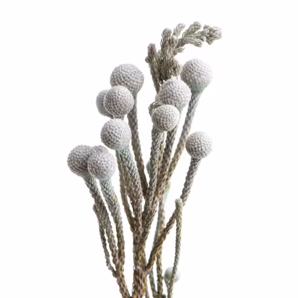 Brunia Silver