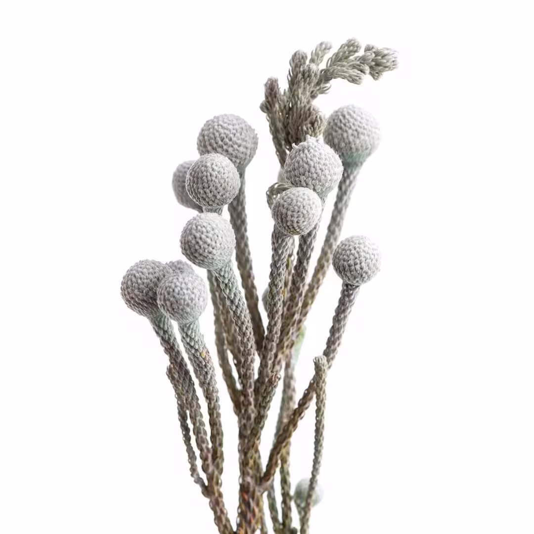 Brunia Silver