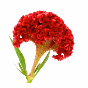 Celosia Red