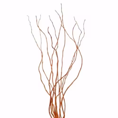 Curly Willow Tips