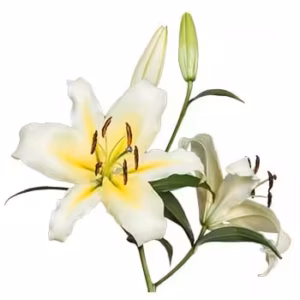 Lily Concador Cream