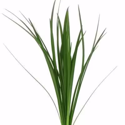 Lily Grass