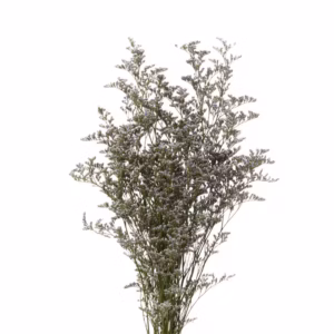 Limonium Purple