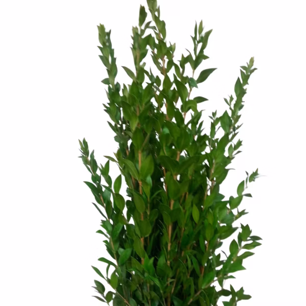 Myrtle