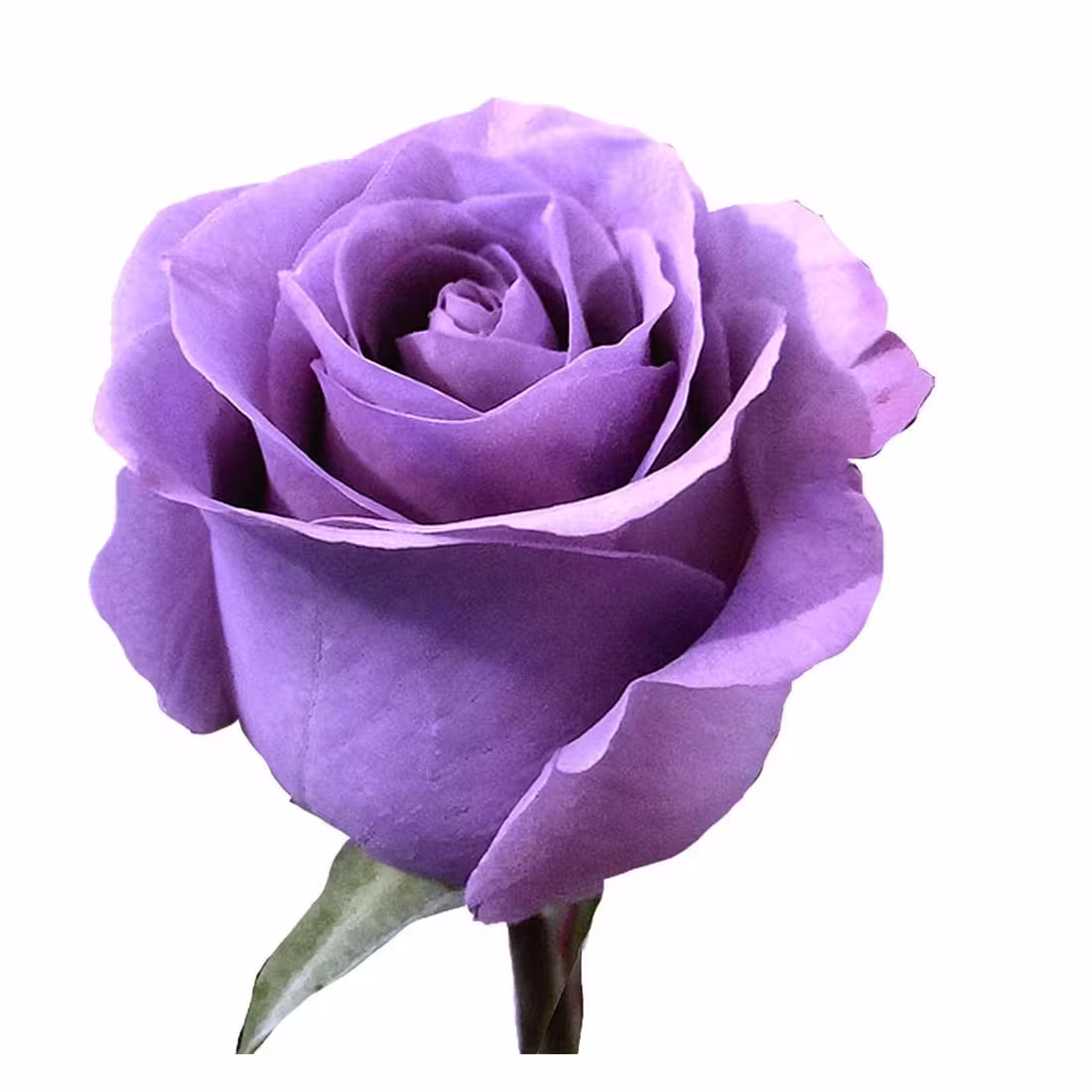 Rose Lavender Applause