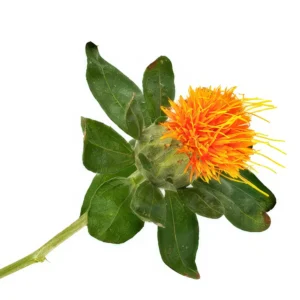 Safflower