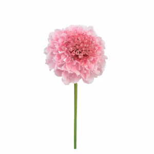 Scabiosa Pink