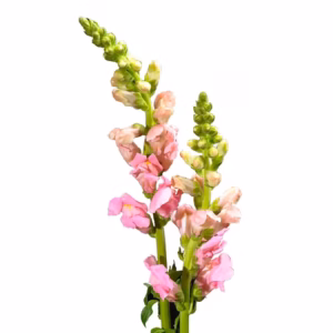 Snapdragon Pink