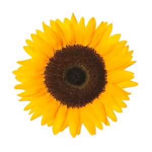 Sunflower Large