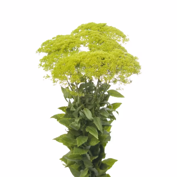 Trachelium Green