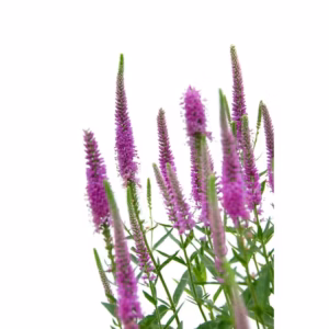 Veronica Pink