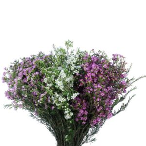 Waxflower