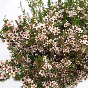 Waxflower White