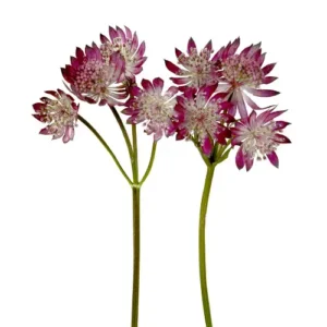 Astrantia Burgundy