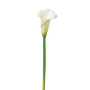 Calla Lily Large White
