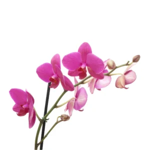 Dendrobium Pink