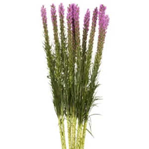 Liatris Purple