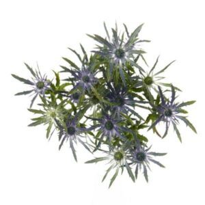 Blue Thistle