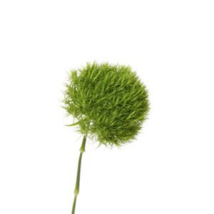 Green Trick
