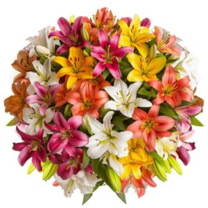 Lily