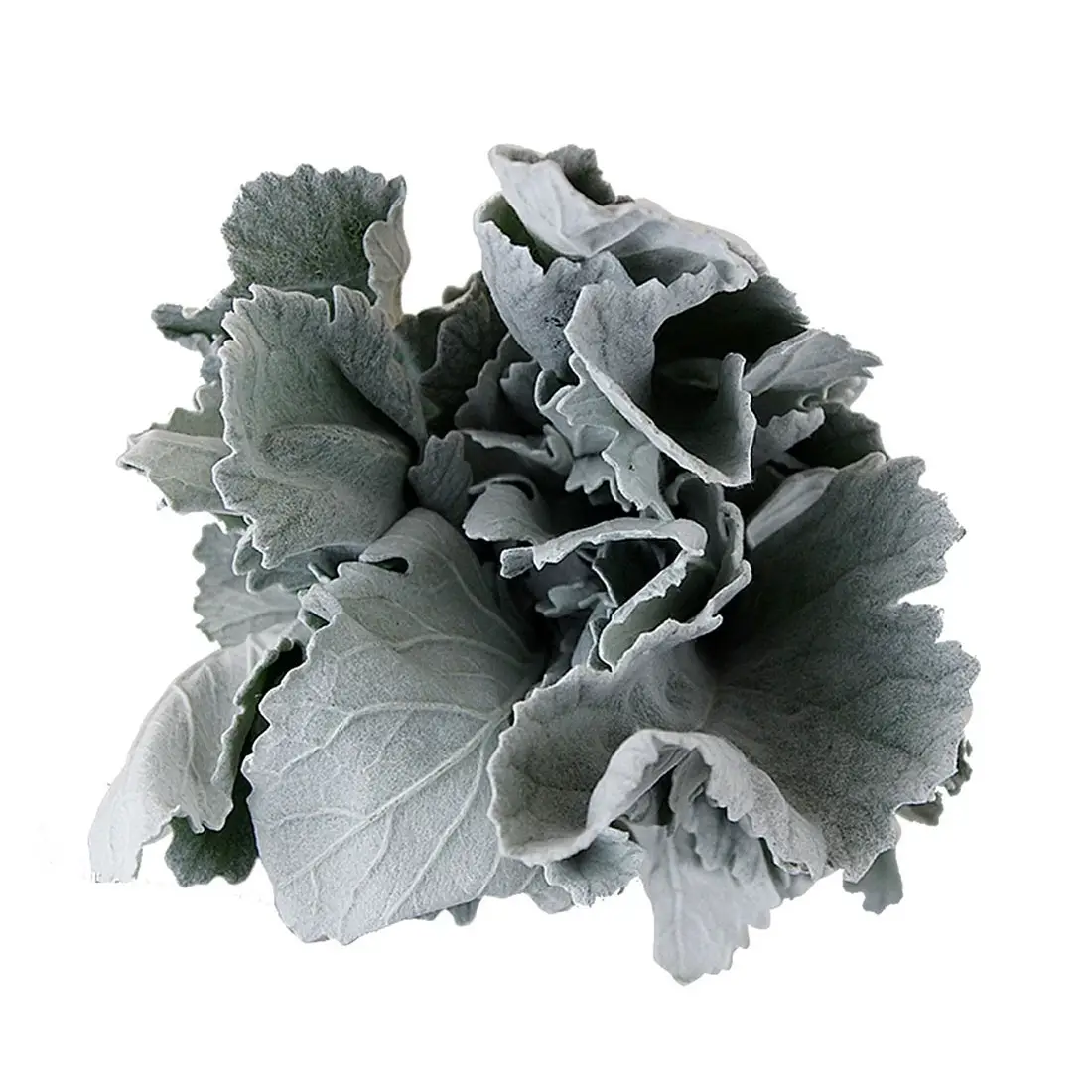 Dusty Miller