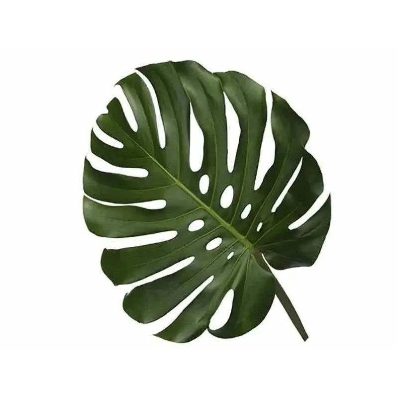 Monstera Leaf