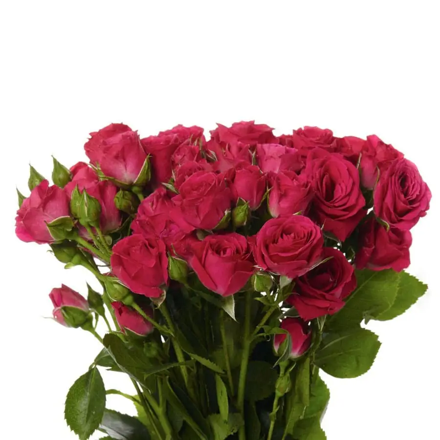 Spray Rose Hot Pink 1 2