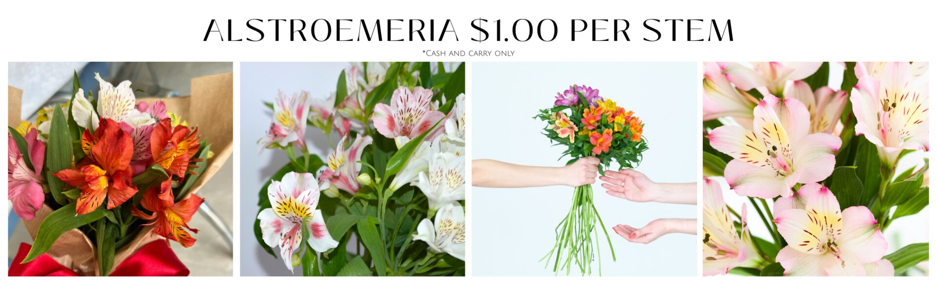 Website Banners (5)